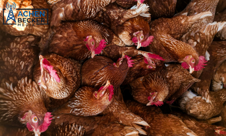 Research Targets Improved Poultry Vaccines Against Respiratory Disease untitled design (2)