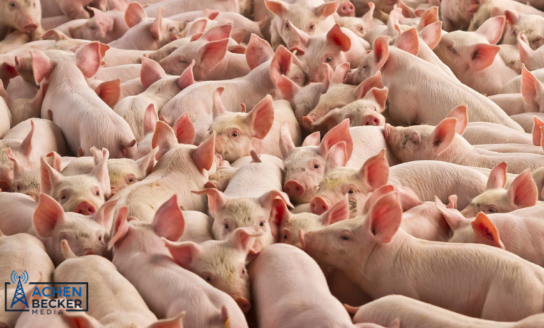 U.S. Pork Producers Face Sluggish Export Growth and Foreign Competition untitled design (2)
