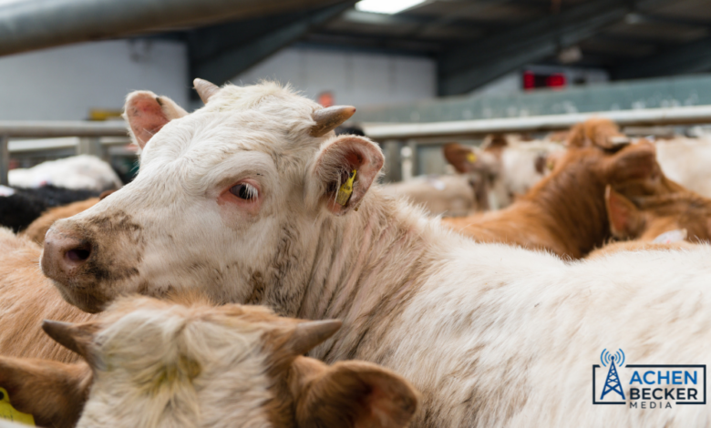 Cattle Placements Hit Record September Low untitled design (2)