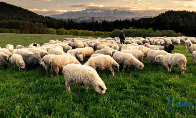 Lamb Producers Make Case for Import Safeguards