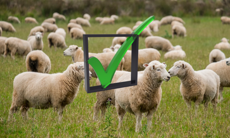 Lamb Checkoff Funds Research To Improve Flock Productivity untitled design (2)