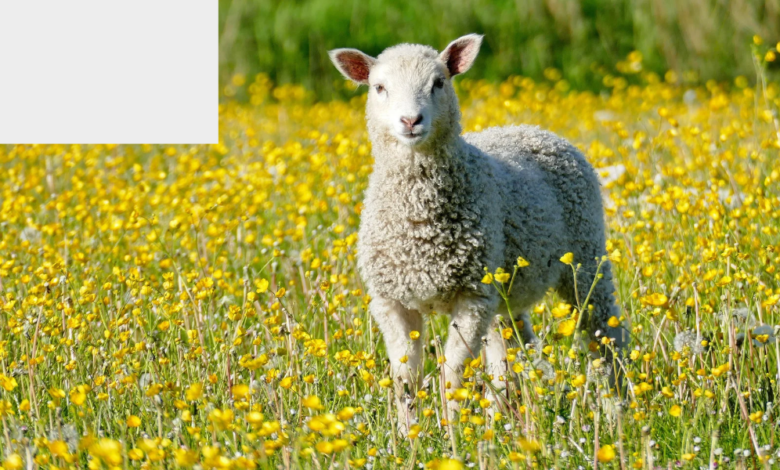 Lamb Industry NextGen Program Accepting Applications