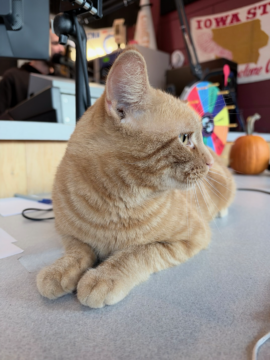 PAWS Humane Society in Charles City Introduces Flint as Pet of the Week, Announces November 4 Microchip Clinic and Upcoming Santa Paws Event