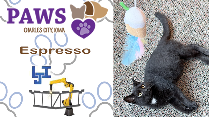 PAWS Pet of the Week: Meet Espresso, Plus Halloween Dog Jog and Shelter Updates