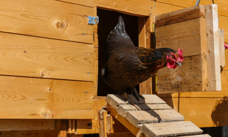 Chickens Can Come Home to Roost in Charles City After Ordinance Passes